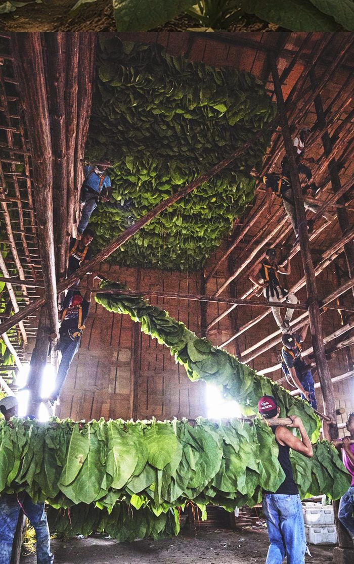 Workers hanging tobacco high in the rafters of a curing barn.