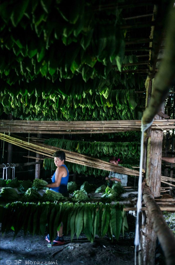 Green tobacco leaves hanging to cure in a barn.